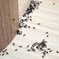 Ants Control